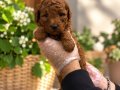 RED BROWNE KORE TOY POODLE YAVRULARIMIZ