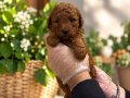 RED BROWNE KORE TOY POODLE YAVRULARIMIZ