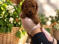 RED BROWNE KORE TOY POODLE YAVRULARIMIZ