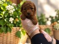 RED BROWNE KORE TOY POODLE YAVRULARIMIZ