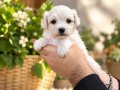 TEA CUP KAR BEYAZ MALTESE TERRİER BEBEKLERİMİZ