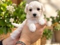 TEA CUP KAR BEYAZ MALTESE TERRİER BEBEKLERİMİZ