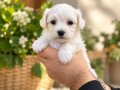 TEA CUP KAR BEYAZ MALTESE TERRİER BEBEKLERİMİZ