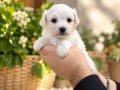 TEA CUP KAR BEYAZ MALTESE TERRİER BEBEKLERİMİZ