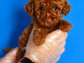 RED BROWNE TOY POODLE BEBEKLERİMİZ