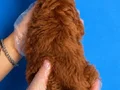 RED BROWNE TOY POODLE BEBEKLERİMİZ