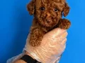 RED BROWNE TOY POODLE BEBEKLERİMİZ