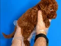 RED BROWNE TOY POODLE BEBEKLERİMİZ