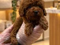 RED BROWNE KORE TOY POODLE BEBEKLER