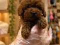 RED BROWNE KORE TOY POODLE BEBEKLER