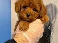 KORE TOY POODLE BEBEKLERİMİZ
