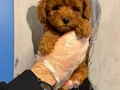 KORE TOY POODLE BEBEKLERİMİZ