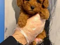 KORE TOY POODLE BEBEKLERİMİZ