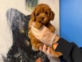 KORE TOY POODLE BEBEKLERİMİZ