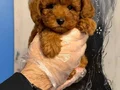 KORE TOY POODLE BEBEKLERİMİZ