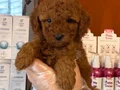 RED BROWNE ÇOK ÖZEL TOY POODLE BEBEKLERİMİZ