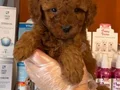 RED BROWNE ÇOK ÖZEL TOY POODLE BEBEKLERİMİZ