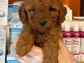 RED BROWNE ÇOK ÖZEL TOY POODLE BEBEKLERİMİZ