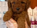 RED BROWNE ÇOK ÖZEL TOY POODLE BEBEKLERİMİZ