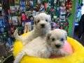 Kar Beyaz Irk Garantili Tea Cup  Maltese Terrier Yavruları 