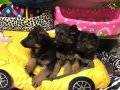 Show Kalite Düşük Bel Alman Çoban Yavruları Yağız Pet Club