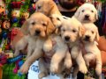 % 100 Irk Garantili Golden Retriever Yavruları 