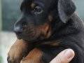 Satılık King Doberman Yavruları