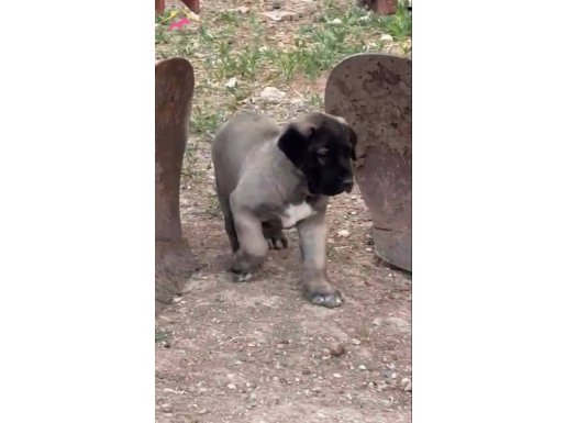 Hakiki saf kangal yavrularımız satışa hazırlar 