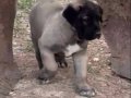 Hakiki saf kangal yavrularımız satışa hazırlar 