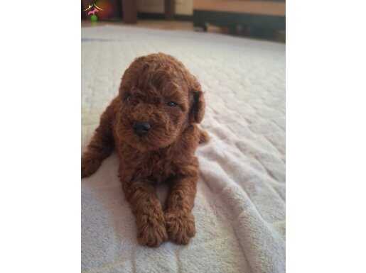 RED BROWN TOY POODLE