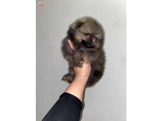 Pomeranian Boo Yavruları Maskeli Surat Karakterli Küçük Dostlar