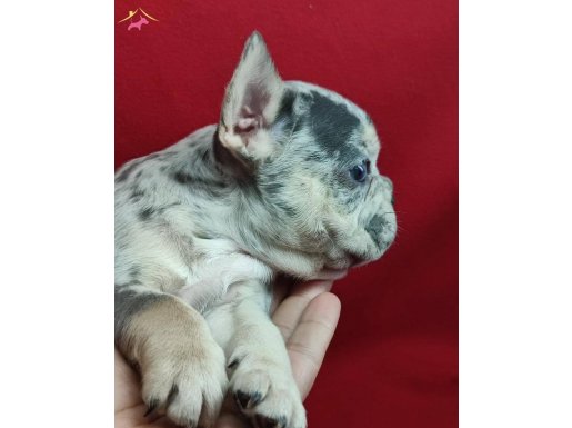 Egzotik Blue Merle Fransız Bulldog: Sosyal Ortamların Yeni Yıldızı