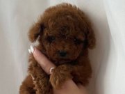TEACUP RED BROWN TOY POODLE