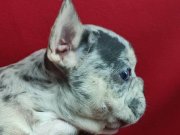 Egzotik Blue Merle Fransız Bulldog: Sosyal Ortamların Yeni Yıldızı