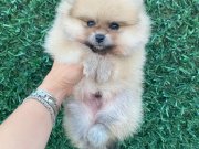 Orange Pomerian Boo 