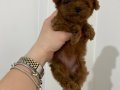 KOYU KIZIL TEACUP POODLE