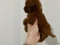 KOYU KIZIL TEACUP POODLE