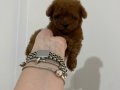 KOYU KIZIL TEACUP POODLE