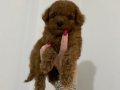 KOYU KIZIL TEACUP POODLE