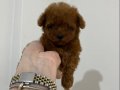 KOYU KIZIL TEACUP POODLE