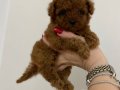 KOYU KIZIL TEACUP POODLE