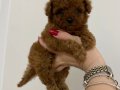KOYU KIZIL TEACUP POODLE