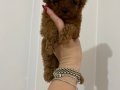 KOYU KIZIL TEACUP POODLE