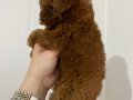 KOYU KIZIL TEACUP POODLE