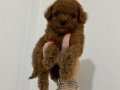 KOYU KIZIL TEACUP POODLE