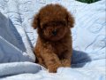 Kıvırcık Peluş Teacup Poodle