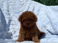 Kıvırcık Peluş Teacup Poodle