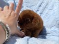 Kıvırcık Peluş Teacup Poodle