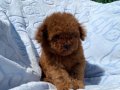 Kıvırcık Peluş Teacup Poodle