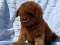 Kıvırcık Peluş Teacup Poodle